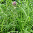 木里薊 木里薊