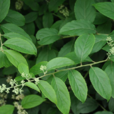 紫金皮(昆明山海棠根皮)