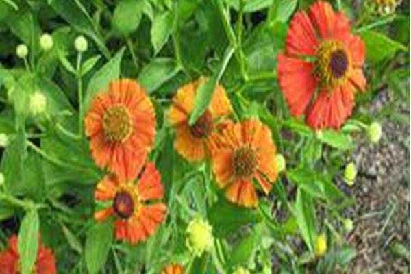 Helenium \x27Moerheim Beauty\x27