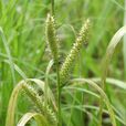 薹草屬 薹草屬
