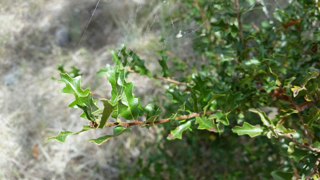 Quercus vaseyana