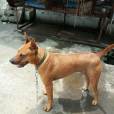 泰國脊背犬(馬赫泰犬) 泰國脊背犬(馬赫泰犬)