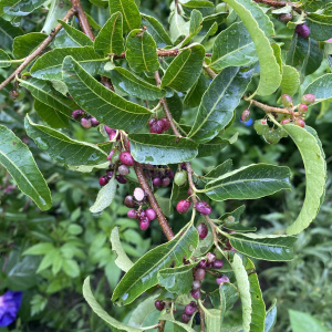 Schinus gracilipes