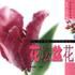 花壇盆花 花壇盆花