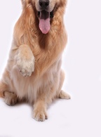 靈犬奇緣 靈犬奇緣