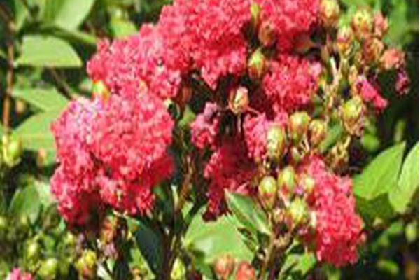 Lagerstroemia \x27Gamad I\x27 RAZZLE DAZZLE CHERRY Lagerstroemia \x27Gamad I\x27 RAZZLE DAZZLE CHERRY