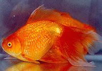 紅文魚