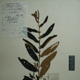 狗核樹(狗核樹) 狗核樹(狗核樹)
