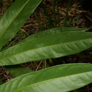 Panopsis acostana