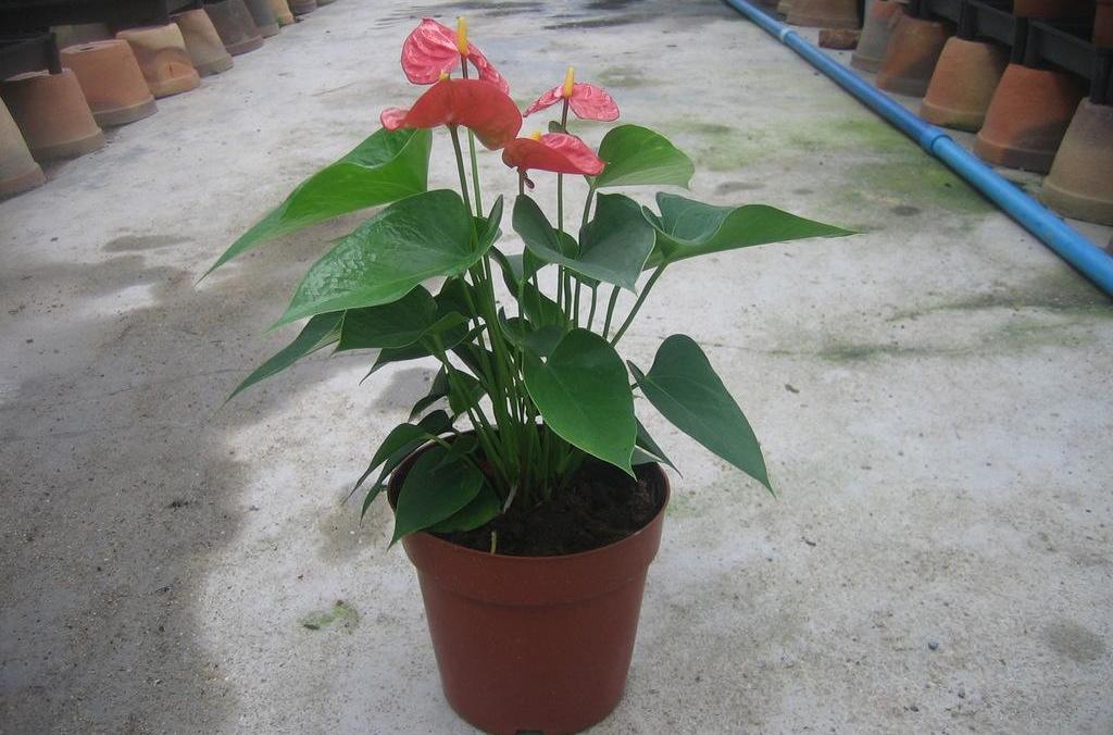 花葉姜芋 花葉姜芋