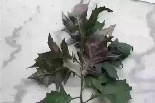 化兒草