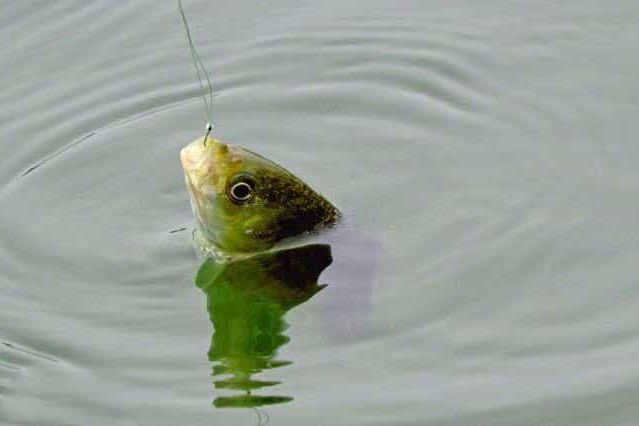 微鉛釣法 微鉛釣法