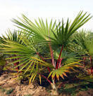 紅棕櫚櫚