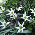 山慈菇(馬兜鈴科、細辛屬多年生草本) 山慈菇(馬兜鈴科、細辛屬多年生草本)