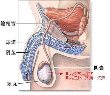 睪丸抽痛 睪丸抽痛
