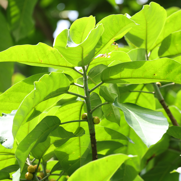 Ficus chlamydocarpa