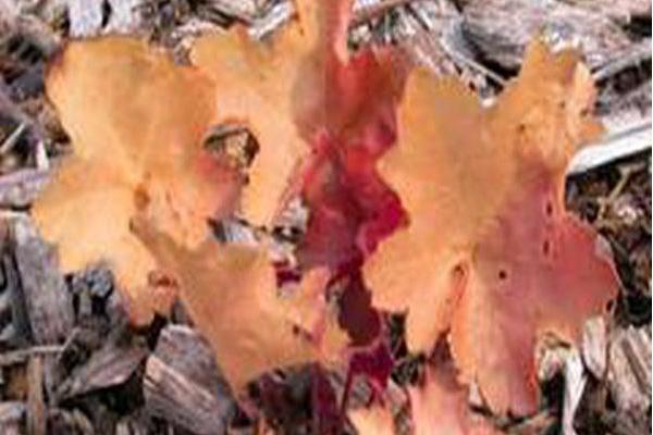 Heuchera \x27Peach Pie\x27 DOLCE PEACH MELBA