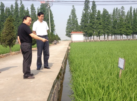 鮑堯品局長到鄞州區調研早稻生產工作