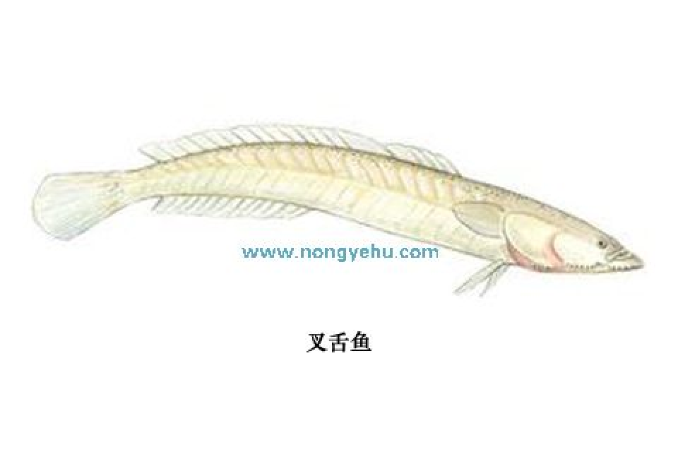 叉舌魚 叉舌魚