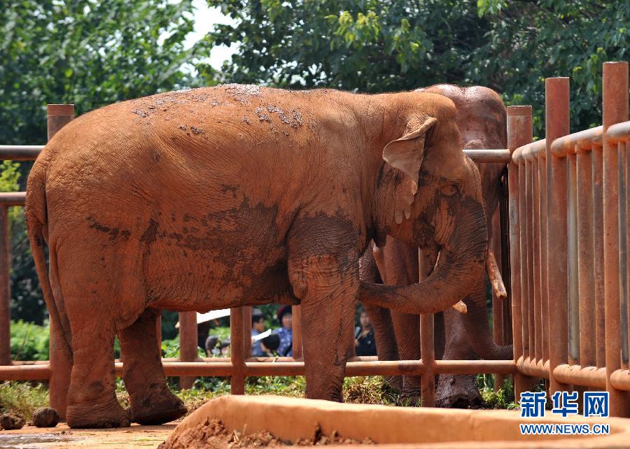 昆明動物園大象踩死相處10年飼養員