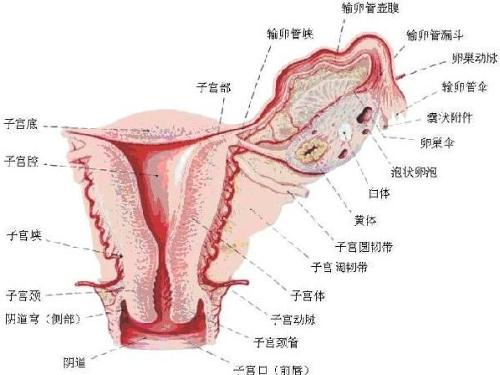 撤退性出血