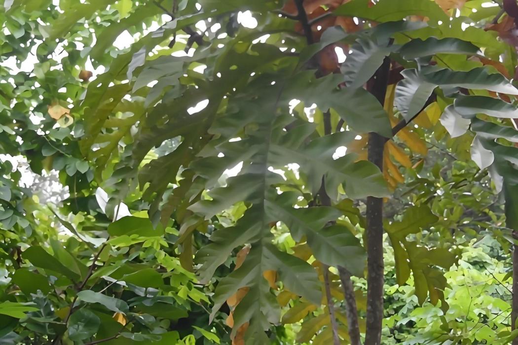 馬來波羅蜜 馬來波羅蜜