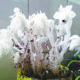 幽靈之花 幽靈之花