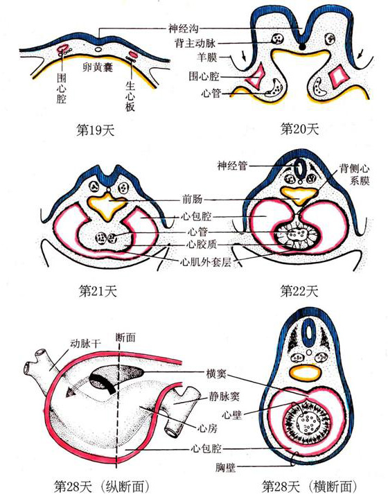 圍心腔