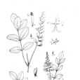 黃花木藍 黃花木藍