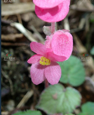 側膜秋海棠