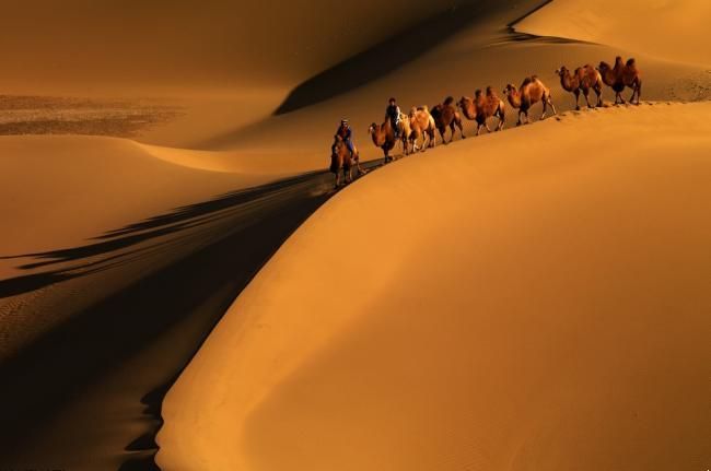 沙漠裡的駱駝