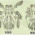 恙蟎科 恙蟎科