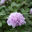 藍色多瑙河(山茶屬栽培品種) 藍色多瑙河(山茶屬栽培品種)