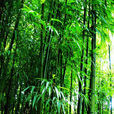 井岡翠竹(禾本目禾木科植物) 井岡翠竹(禾本目禾木科植物)