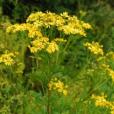 千里光屬(Senecio) 千里光屬(Senecio)