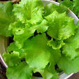 玻璃生菜 玻璃生菜