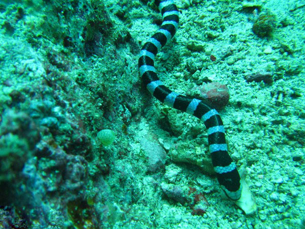 貝氏海蛇