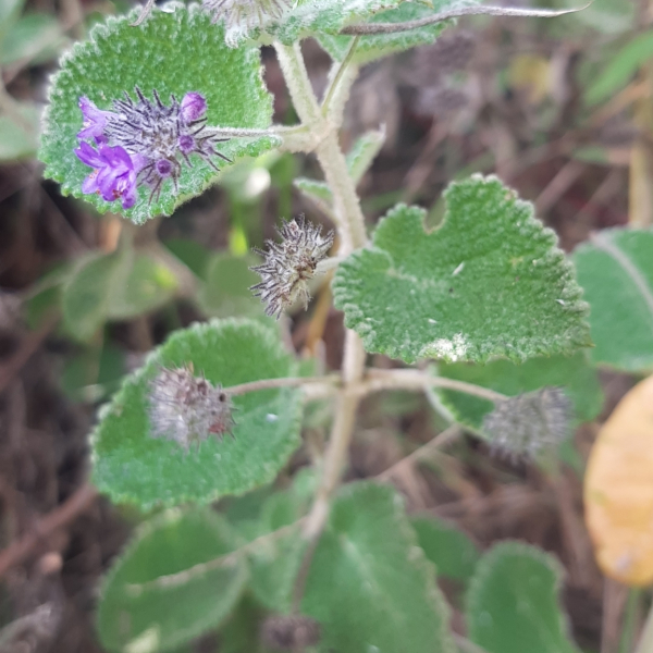 Mesosphaerum perbullatum