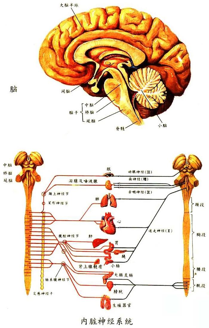 內臟神經系統