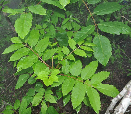 苦木葉 苦木葉
