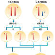 性基因 性基因