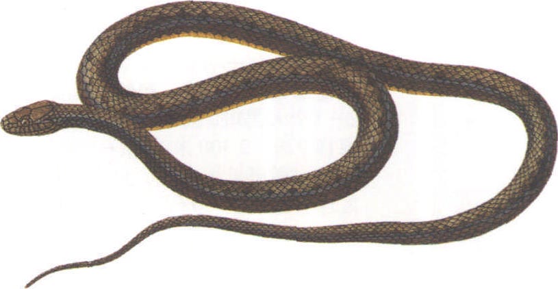 卡西腹鏈蛇
