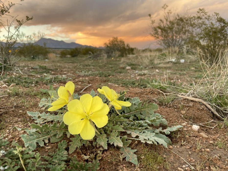 Oenothera primiveris