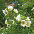 絹毛薔薇 絹毛薔薇