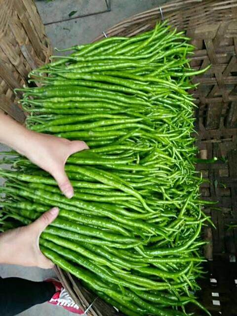 長線椒20號 長線椒20號