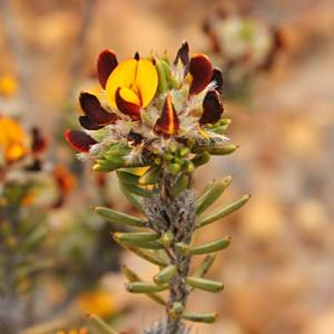 Pultenaea brachyphylla