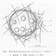 刺針球蟲 刺針球蟲