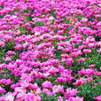 亳州白芍 亳州白芍