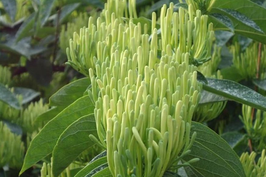 銀花占 銀花占