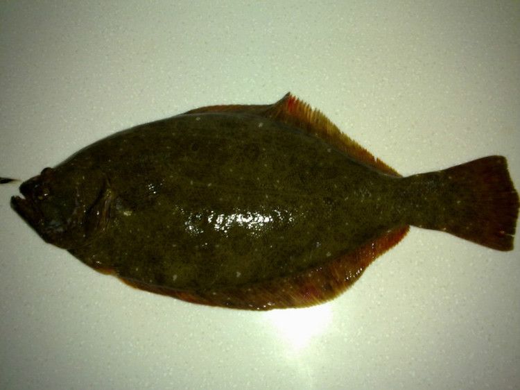 大地魚 大地魚